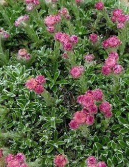 Antennaria dioica 'Minima' (Dwarf Pussytoes) — Native Plant